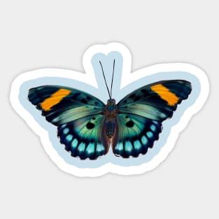 Blue and black striped Butterfly Sticker